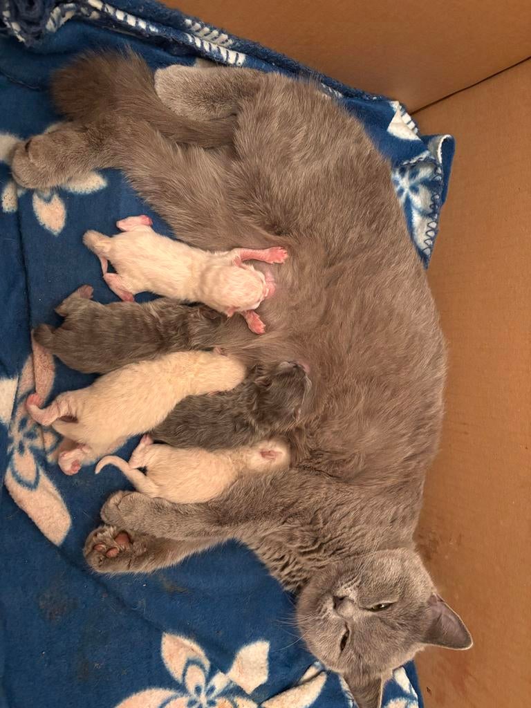 Britse korthaar kittens te koop, Dieren en Toebehoren, Katten en Kittens | Overige Katten, Kater