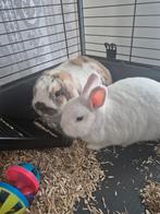 2 lieve konijntjes te koop mannetje en vrouwtje, Dieren en Toebehoren, Konijnen, Meerdere dieren