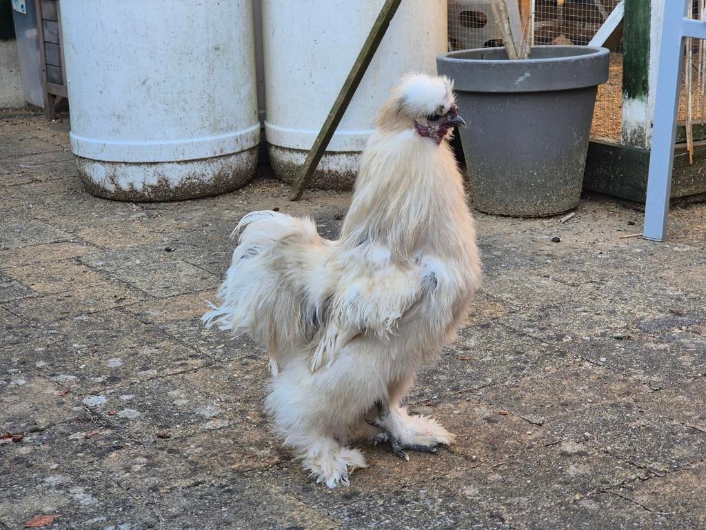 Usa zijdehoen hanen., Mannelijk, Kip