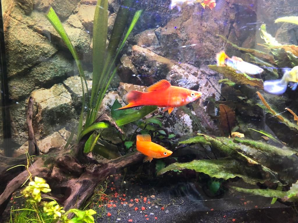 Zwaarddrager mannetjes, Dieren en Toebehoren, Vis