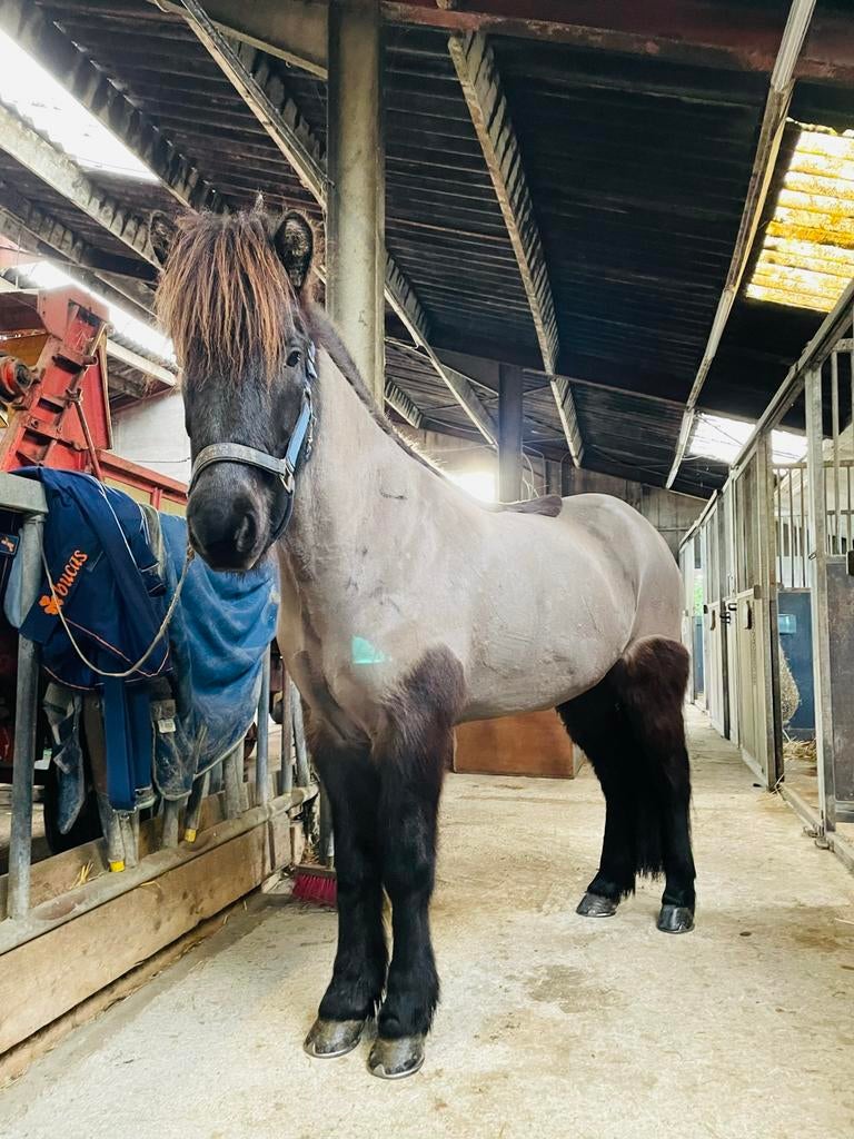 Lieve IJslander ruin, Ophalen, Zo goed als nieuw