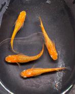 Medaka / Japanse Rijstvis - Sakura Gold, Overige soorten