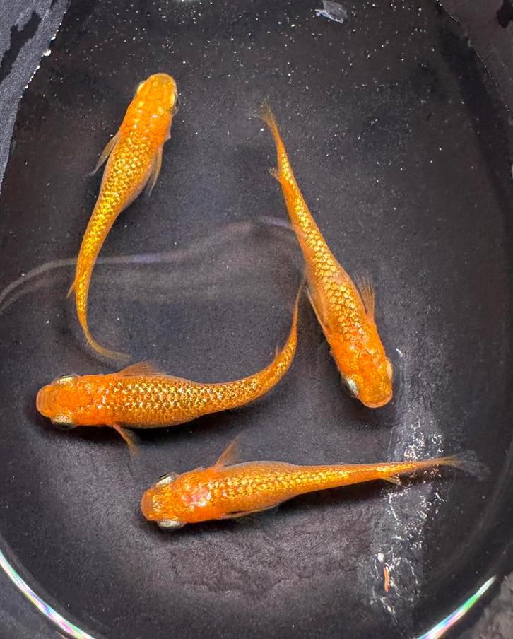 Medaka / Japanse Rijstvis - Sakura Gold, Dieren en Toebehoren, Vissen | Vijvervissen, Overige soorten