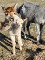 Te koop Alpaca merrie met aan de voet n Alpaca merrie, Dieren en Toebehoren, Overige Dieren, Juni, Vrouwelijk