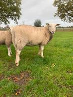 Easy care ooi (drachtig), Dieren en Toebehoren, Schapen, Geiten en Varkens, Vrouwelijk, Schaap