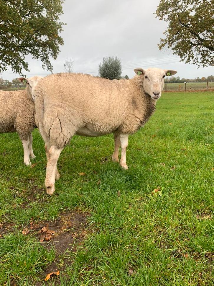 Easy care ooi (drachtig), Dieren en Toebehoren, Schapen, Geiten en Varkens, Schaap, Vrouwelijk