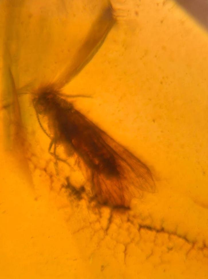 Birmees Amber (P1) met insluiting van onbekend vliegend inse, Verzamelen, Mineralen en Fossielen, Fossiel, Verzenden