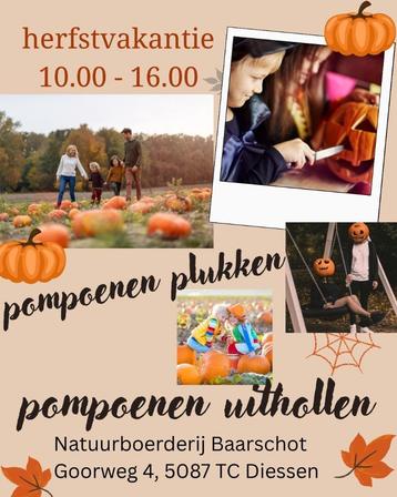pompoenen beschikbaar voor biedingen