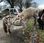 Zeer mooi Appaloosa hengst TER DEKKING!, Dieren en Toebehoren, Paarden en Pony's | Dekhengsten en Fokmerries, Hengst