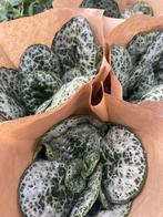 STREPTOCARPUS “PRETTY TURTLE”, Huis en Inrichting, Ophalen of Verzenden, Overige soorten, Minder dan 100 cm