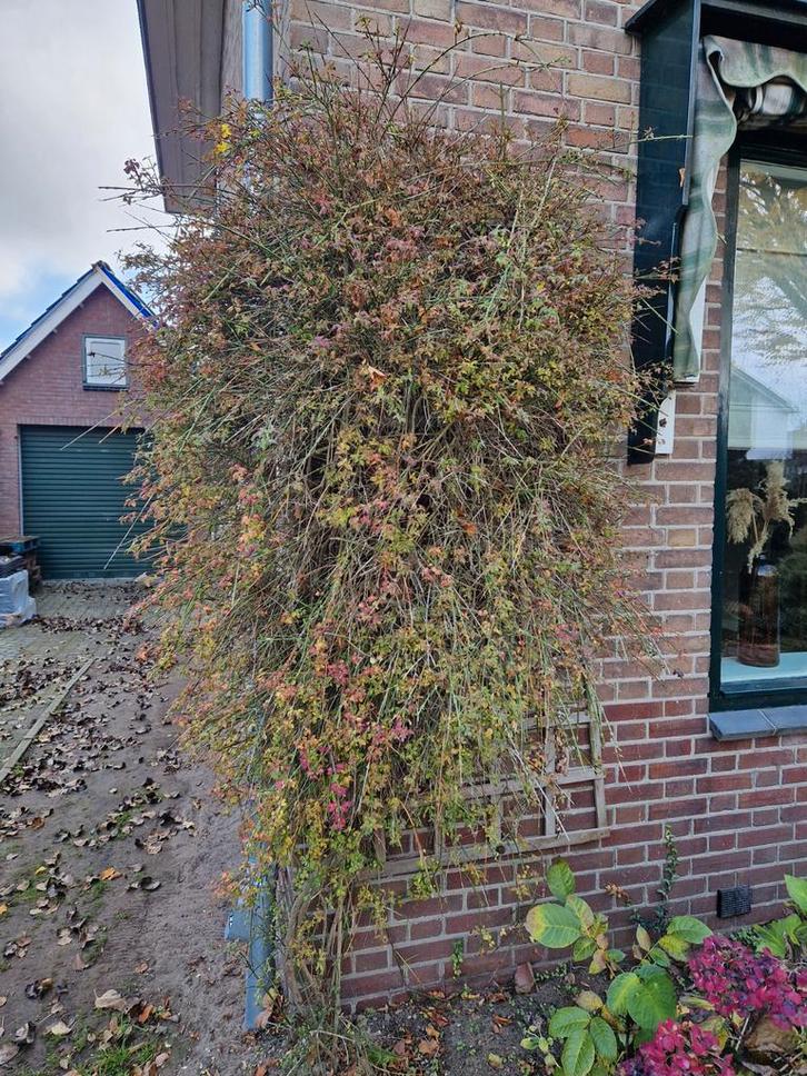 Winterjasmijn - Gele Bloemen in de Winter!, Tuin en Terras, Planten | Tuinplanten, Vaste plant, Overige soorten, Halfschaduw, Winter