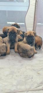 Puppies bullmastiff x berner senner x chow chow, Rabiës (hondsdolheid), 8 tot 15 weken, Meerdere, Meerdere dieren