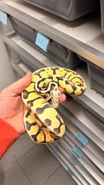 1.0 super pastel desert ghost ball python, Dieren en Toebehoren, Slang, 0 tot 2 jaar