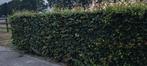 Beukenhaag, Tuin en Terras, Planten | Struiken en Hagen, Ophalen of Verzenden, Beukenhaag, Haag, 100 tot 250 cm