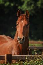 Grootramig toekomst talent uit prestigieuze moederlijn, Dieren en Toebehoren, Paarden, Gechipt, Dressuurpaard, 0 tot 2 jaar, Hengst