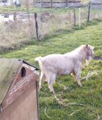 Geiten bok, Mannelijk, Geit, 0 tot 2 jaar