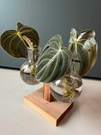 Philodendron Melanochrysum stekjes, Overige soorten, Minder dan 100 cm, Groene kamerplant, Halfschaduw