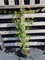 Camelia Spring Festival ca. 150 cm hoog, Ophalen of Verzenden, Overige soorten, Struik, 100 tot 250 cm