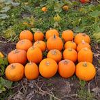 Halloween pompoenen.  Partij handel., Ophalen, Eenjarig, Overige soorten, Volle zon