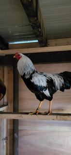 Twentse hoen, Mannelijk, Kip