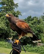 Gezocht: Amerikaanse Woestijnbuizerds 2025, Dieren en Toebehoren, Vogels | Overige Vogels, Roofvogel
