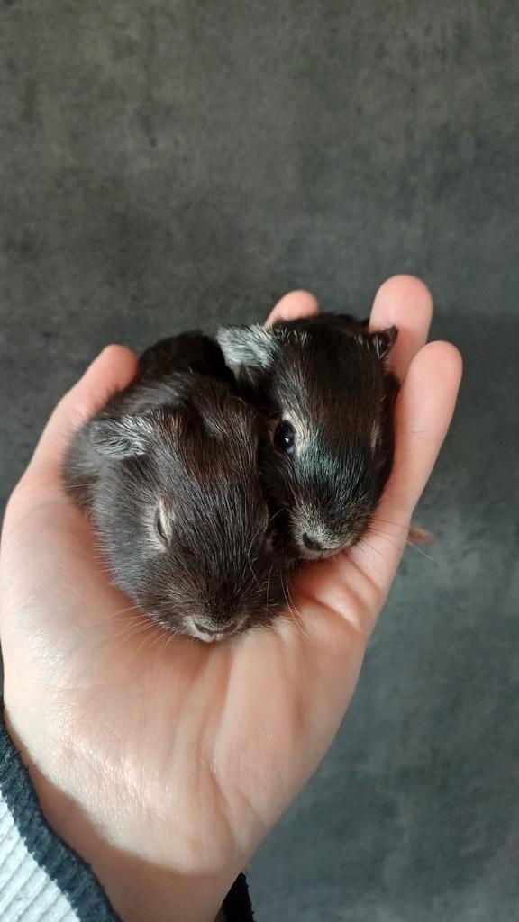 5 lieve baby gladhaar cavia's, Dieren en Toebehoren, Knaagdieren, Meerdere dieren, Cavia, Januari, Tam