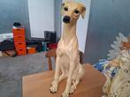 Greyhound 80 cm hoog., Ophalen