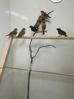 Mooi koppel bandvinken en losse mannen, Meerdere dieren, Tropenvogel, Geringd