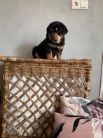 Super lieve en mooie puppy’s! Zwitserse Sennen x Rottweiler, Rabiës (hondsdolheid), 8 tot 15 weken, Groot, Meerdere