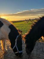 Twee leuke Shetlanders!!, Dieren en Toebehoren, Pony's, Meerdere dieren, 7 tot 10 jaar, Niet van toepassing, A pony (tot 1.17m)