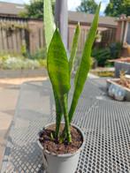 Sansevieria Zeylanica
 ook wel Vrouwentong, Ophalen, Overige soorten, Minder dan 100 cm, Volle zon