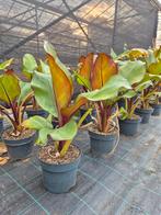 Ensete Maurelli - rode bananenplant, Tuin en Terras, Planten | Tuinplanten, Ophalen, Zomer, Overige soorten, Volle zon