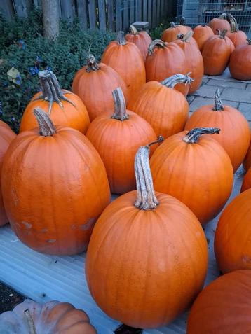 Pompoenen en kalebassen 1+1 GRATIS  beschikbaar voor biedingen