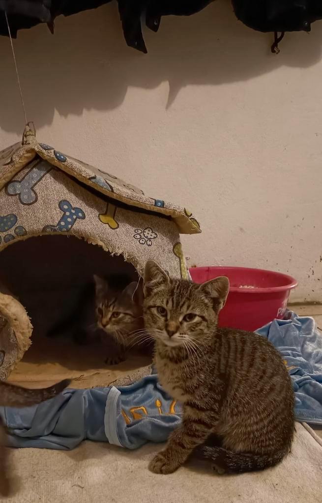 Lieve grijs gestreepte kittens, Dieren en Toebehoren, Katten en Kittens | Overige Katten, Kortharig, Kater, 0 tot 2 jaar