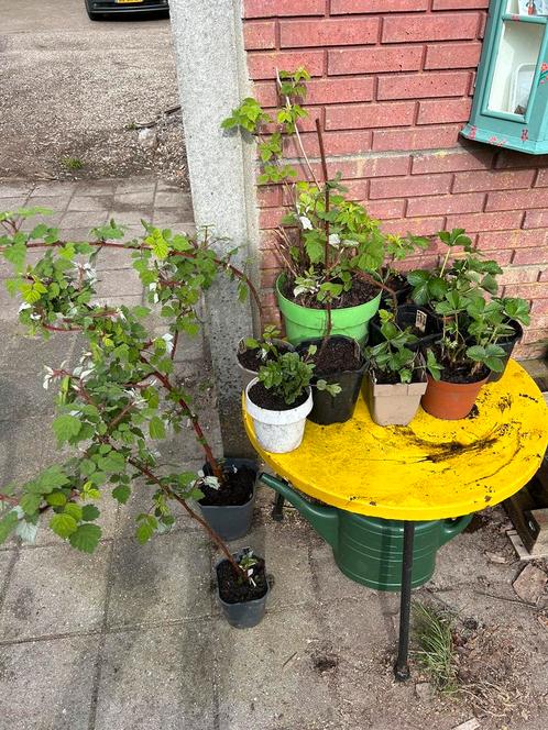 Planten, stekjes en zaden te ruil/koop, Tuin en Terras, Planten | Tuinplanten, Overige soorten, Volle zon, Zomer, Ophalen