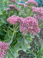 Sedum telephium – Hemelsleutel, Bio (nog 1), Overige soorten, Volle zon, Vaste plant, Ophalen of Verzenden