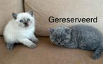 Britse Korthaar Kitten, Dieren en Toebehoren, Kater, Ontwormd, 0 tot 2 jaar