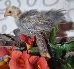 Drie prachtige Ayam Serama haantjes te koop. A en B klasse!, Dieren en Toebehoren, Pluimvee, Mannelijk, Kip