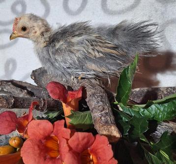 Drie prachtige Ayam Serama haantjes te koop. A en B klasse! beschikbaar voor biedingen