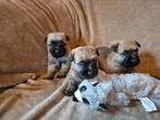 Cairn terrier pupjes fci stamboom, Dieren en Toebehoren, Honden | Jack Russells en Terriërs, Overige rassen, CDV (hondenziekte)