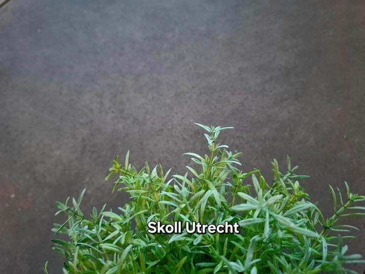 GeoCeramica van MBI RESTPARTIJEN, Tuin en Terras, Tegels en Klinkers, Nieuw, Terrastegels, Beton, Ophalen of Verzenden