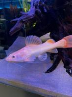 2 platinum redtails, Dieren en Toebehoren, Vis, Zoetwatervis, Schoolvis