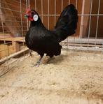 Te koop javaanse kriel. 2 hennen met 4 kuikens., Meerdere dieren, Kip