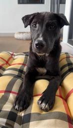6 month old bali dog is looking for his forever home!, Dieren en Toebehoren, Honden | Niet-rashonden, Particulier, Meerdere, Middel