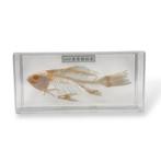 Vis skelet in plastic box, Ophalen of Verzenden, Zo goed als nieuw