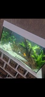 Juwel aquarium 120 liter., Dieren en Toebehoren, Vissen | Aquaria en Toebehoren, Ophalen, Zo goed als nieuw, Gevuld zoetwateraquarium