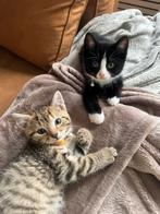 2 lieve broertjes, Dieren en Toebehoren, Kater, 0 tot 2 jaar