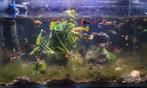 Te koop allerlei kleuren, leeftijd en geslacht  guppen, Dieren en Toebehoren, Vissen | Aquariumvissen, Vis