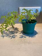 Citroengeranium - Heerlijk geurende plant!, Huis en Inrichting, Kamerplanten, Ophalen, Overige soorten, Halfschaduw, Minder dan 100 cm