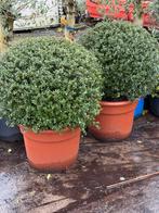 Ilex bollen 80 cm doorsnede van sublime kwalitet nu 129,00, Tuin en Terras, Vaste plant, Bloeit niet, Halfschaduw, Ophalen